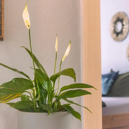 Apartman Am Schlossplatz *